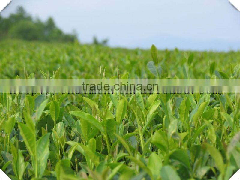 2016 new spring precious cheap hot sale Gunpowder Tea 9375