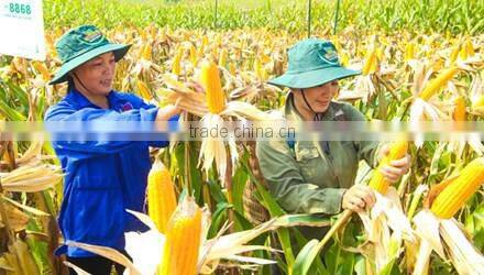 Vietnam Yellow Maize