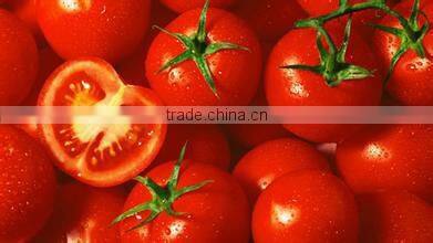 Lycopene Prostate Chinese Natural Organic Health Products