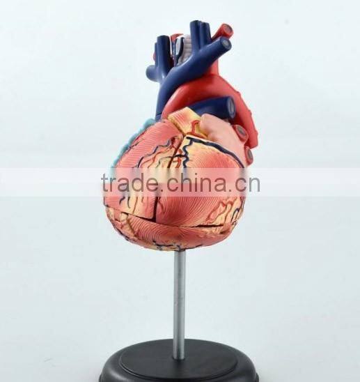 V-HM11 4D MASTER Human Heart assembled model