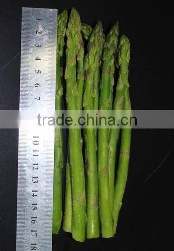 IQF Steamed Green Asparagus