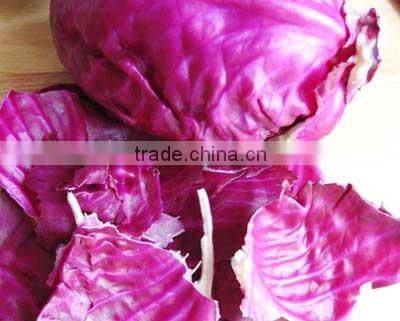 Price For Red Cabbage/fresh Cabbage/Chinese Red Cabbage For Hot Selling