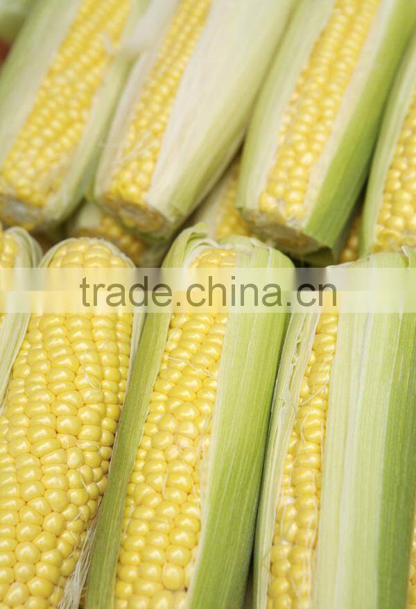 MCO01 Keai super sweet hybrid yellow corn seeds companies