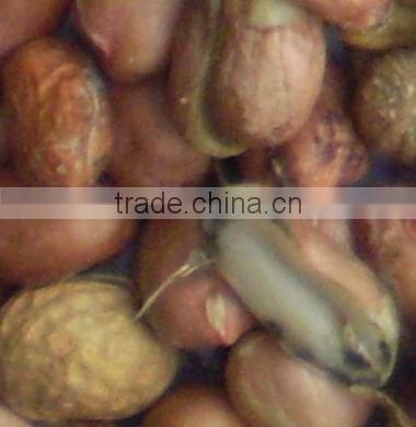 Red kidney bean ccd sorting machine, more stable and more suitable