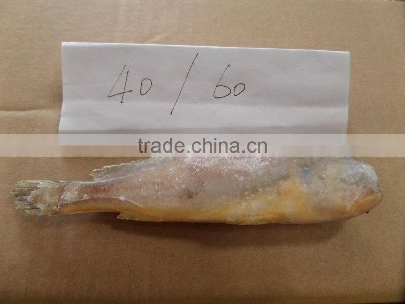 Frozen Yellow Croaker 40-100