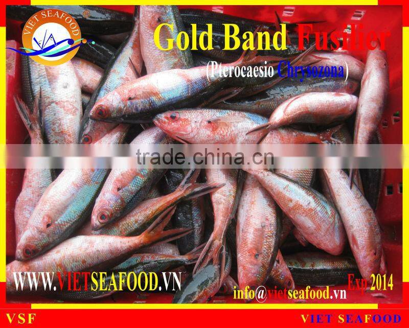 W/R FROZEN GOLD BAND FUSILIER