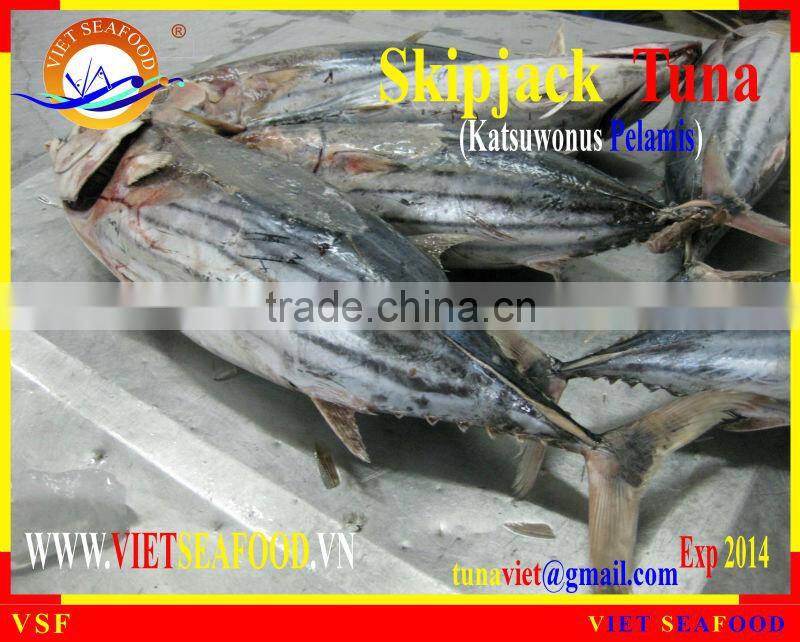 FROZEN SKIPJACK TUNA W/R