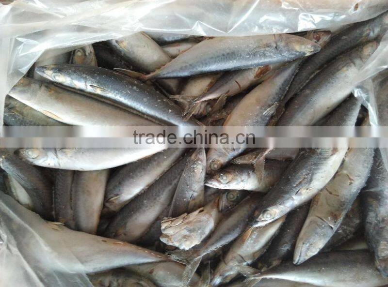 Best Price For Canned Frozen Mackerel Fish