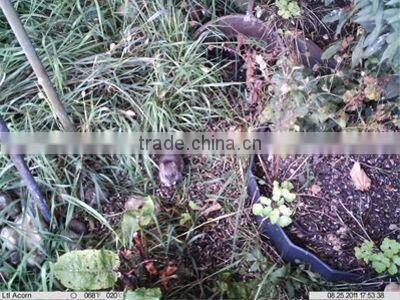 Ltl Acorn 12MP 850NM GSM GPRS Trail Hunting Camera MMS SMS Mobile report with External Antenna