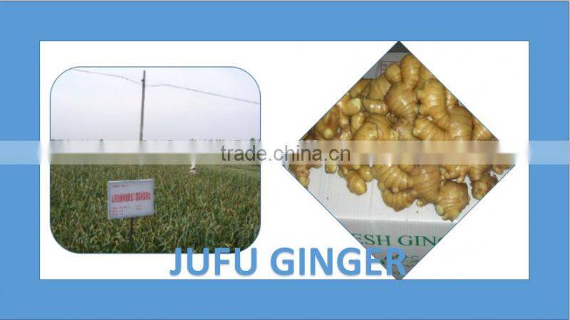 china ginger for sale / ginger price