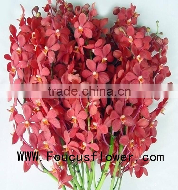 Quality wholesale yellow natural orchid flower with 0.3kg/bundle from Yunnan, China