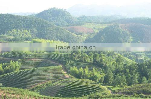 Hot selling 2015 chinese tea important