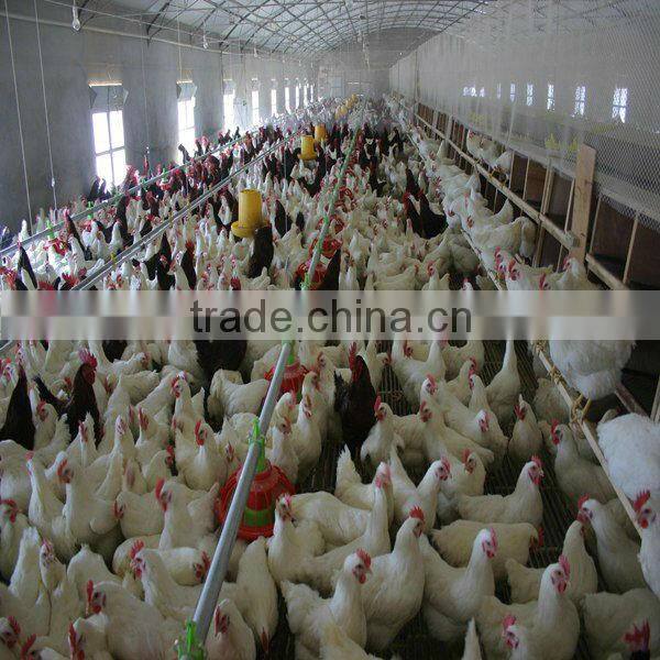 automatic poultry farming equipment for breeder chicken