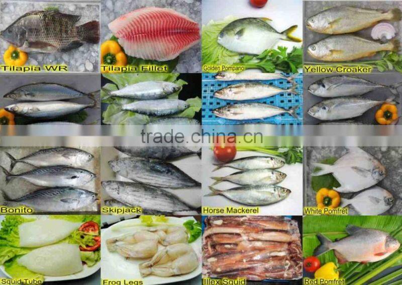 20cm+ Sea frozen horse mackerel to make money so easy