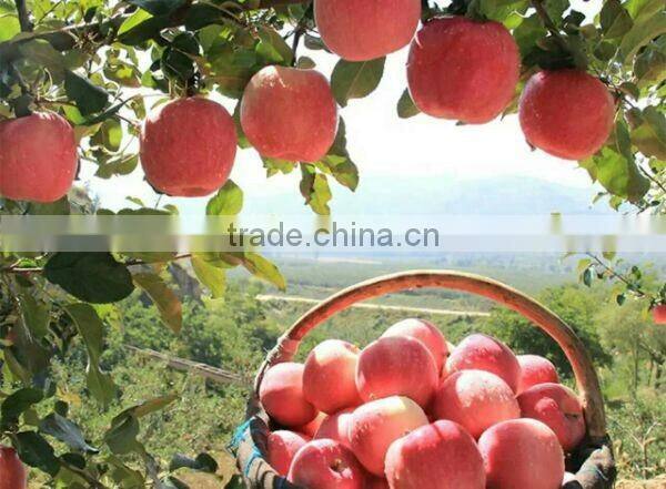 2016 Fresh Fuji apple from China Fresh Fuji apple price