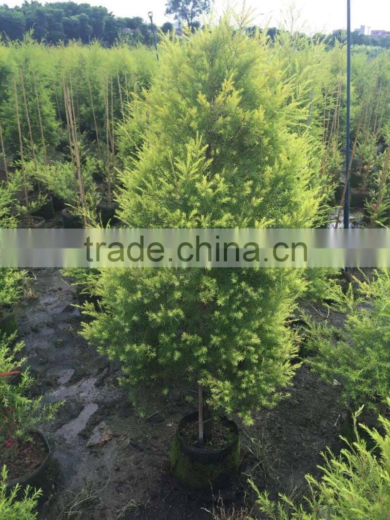 Melaleuca bracteata