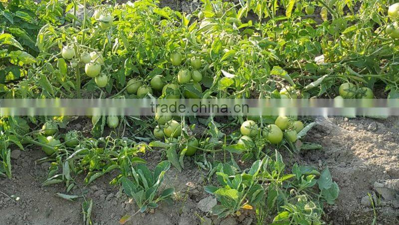 ROCKY F1 Hybrid Tomato Seeds