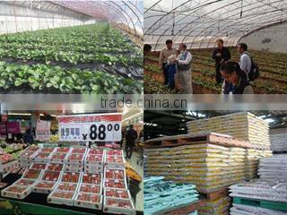 Cute and Unique plant pot Flower pot for For foliage OEM available