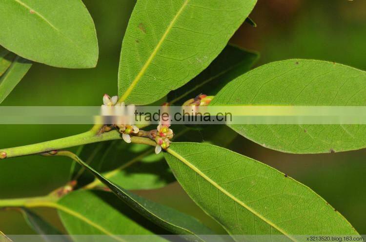 Bay leaf Multiple layer continuous type mesh belt dryer