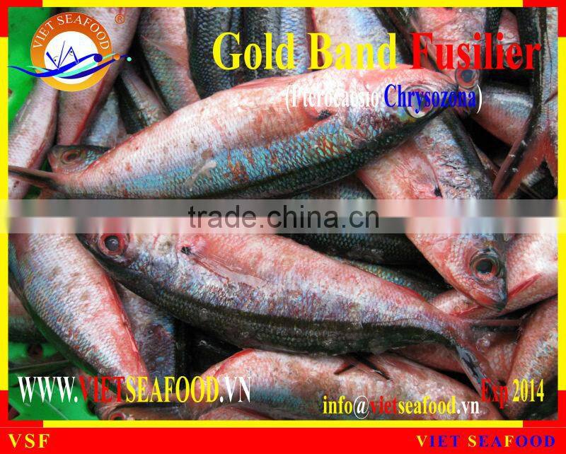 FROZEN GOLD BAND FUSILIER