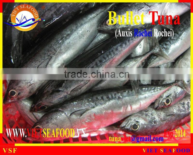 FROZEN W/R BULLET TUNA