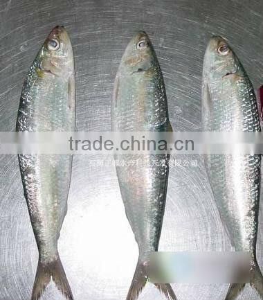 New catch whole round BQF fresh land frozen sardine with cheap price and good quality