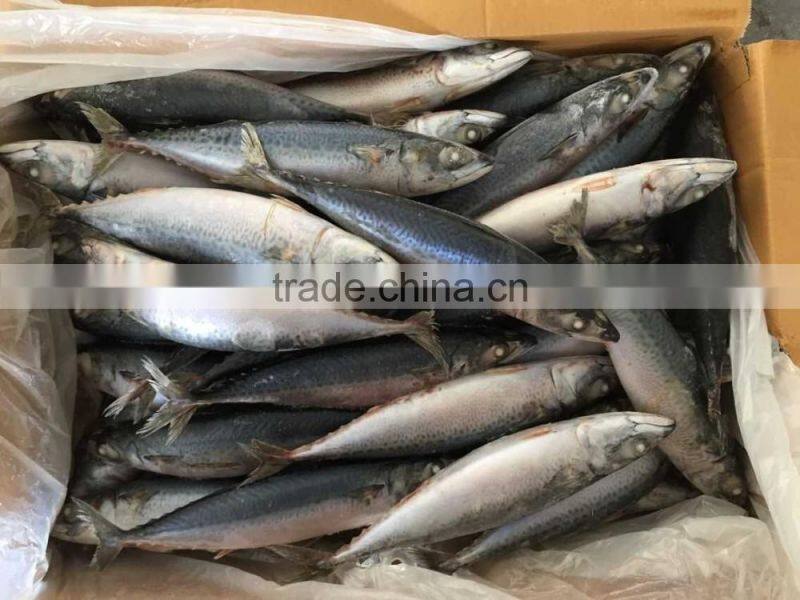 2016 landing sea frozen mackerel 200-250g