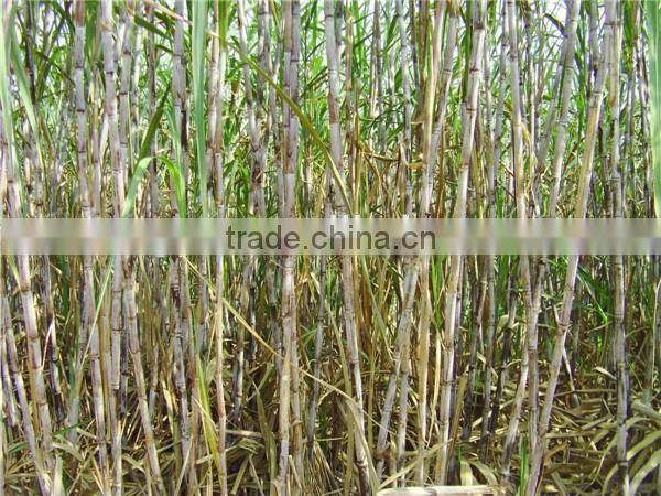 2016 high quality sugarcane planter/sugar cane planting machine made in China