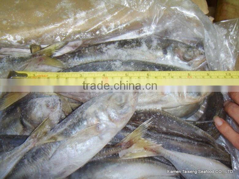 Hot Sale Mackerel Fish 20CM + Frozen Horse Mackerel