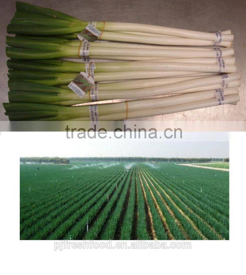 Fresh Onion Long Type Green Onion