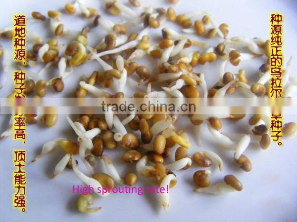 High Germinaiton Rate Licorice Root Seed Glycyrrhiza Uralensis Seeds For Cultivation