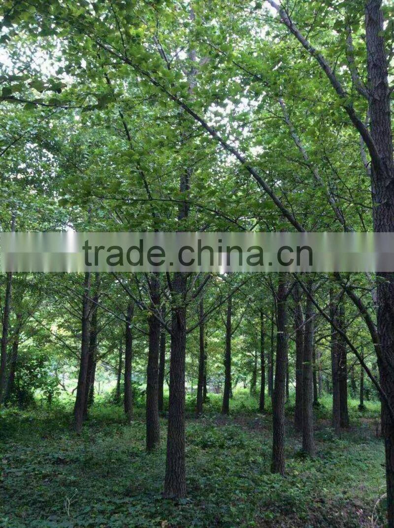 Ginkgo biloba L