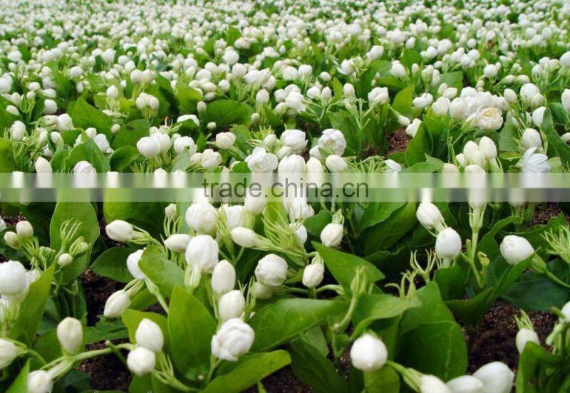 Jasmine Cut Dry Flower Herbal Tea