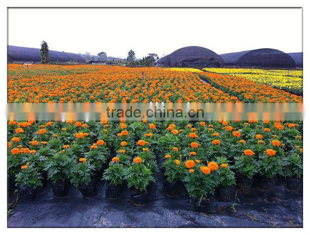 Best selling weed mat 2017 high quality grass mat for greenhouse