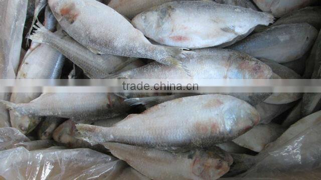 Sardines