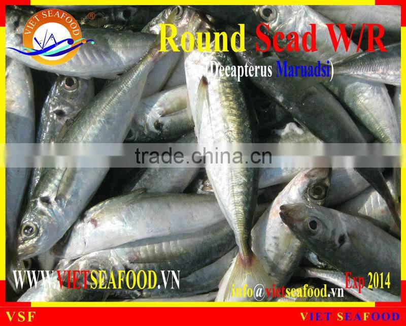 FROZEN ROUND SCAD WHOLE ROUND