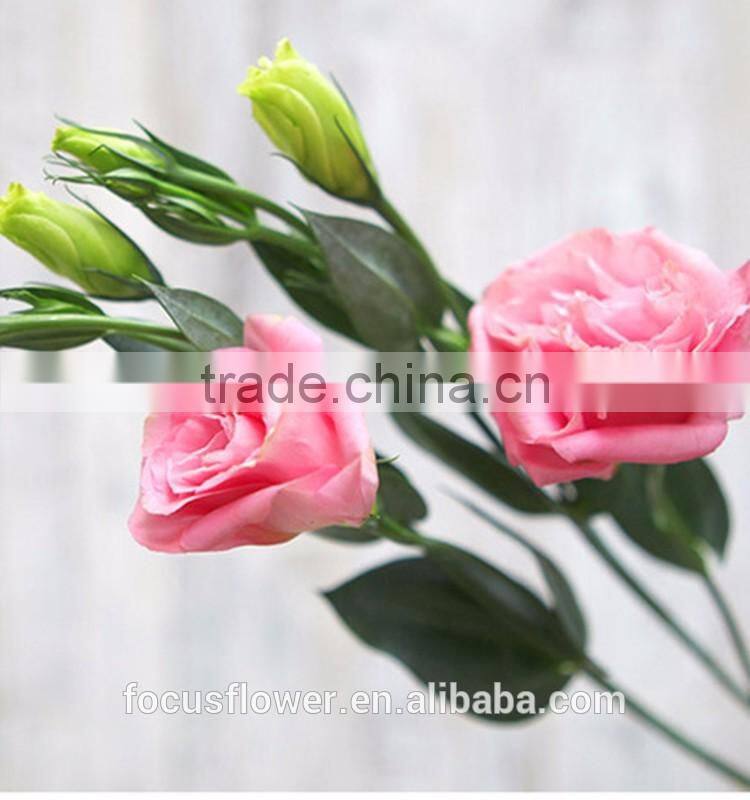 Wholesale Pink Eustoma Flowers From Yunnan China
