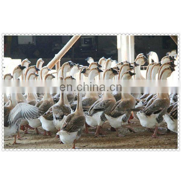 Feather and down white duck down for down jacket down pillow