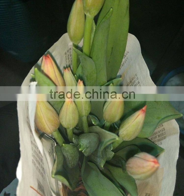 Color Cheapest high quality fresh tulip