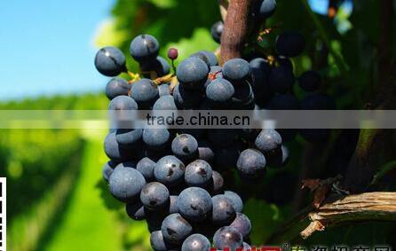 High Quality Pear Growing Paper Bag For Agriculture