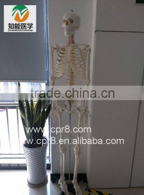 180cm Medical Human Anatomical Skeleton Model