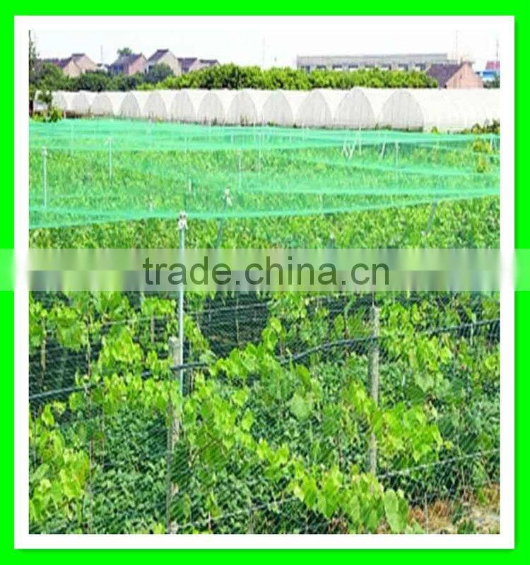 Henan Suntex supply vineyard anti bird net/bird mist net/bop stretch net with low price