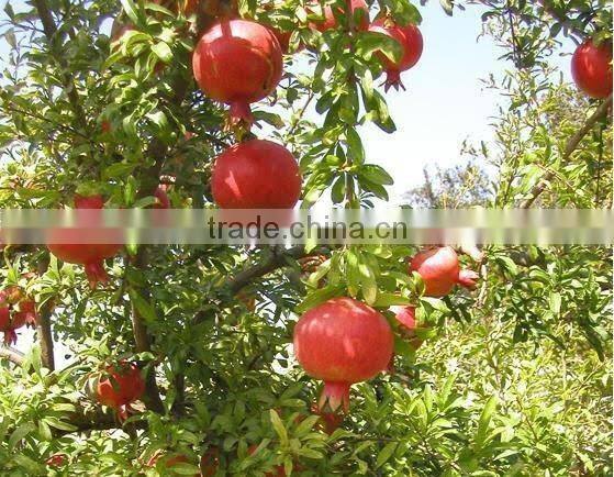 Pomegranates