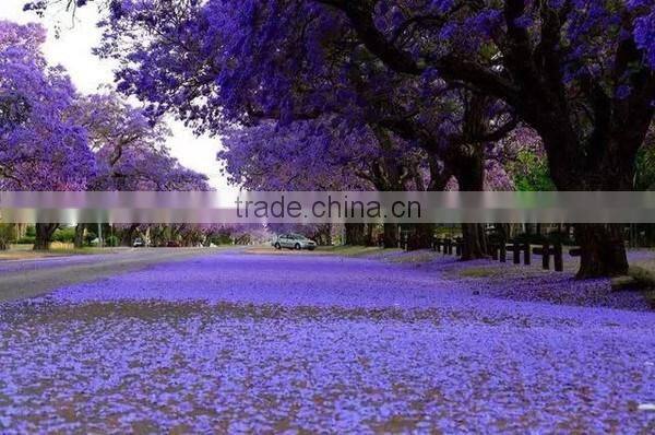 Jacaranda mimosifolia