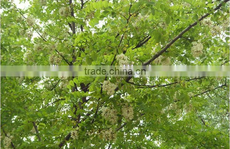 high quality natural acacia honey for beauty