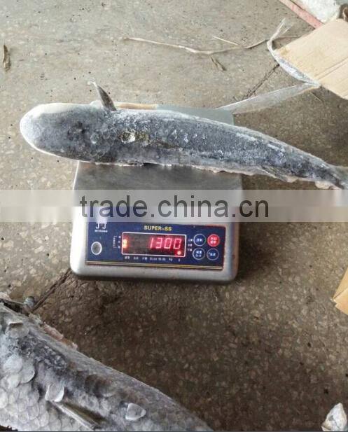 Frozen Whole Round Mullet