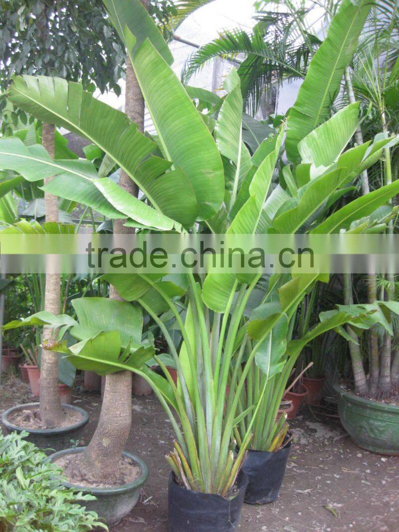 Ravenala madagascariensis-Travelers Palm-trees-plants high 2-7m