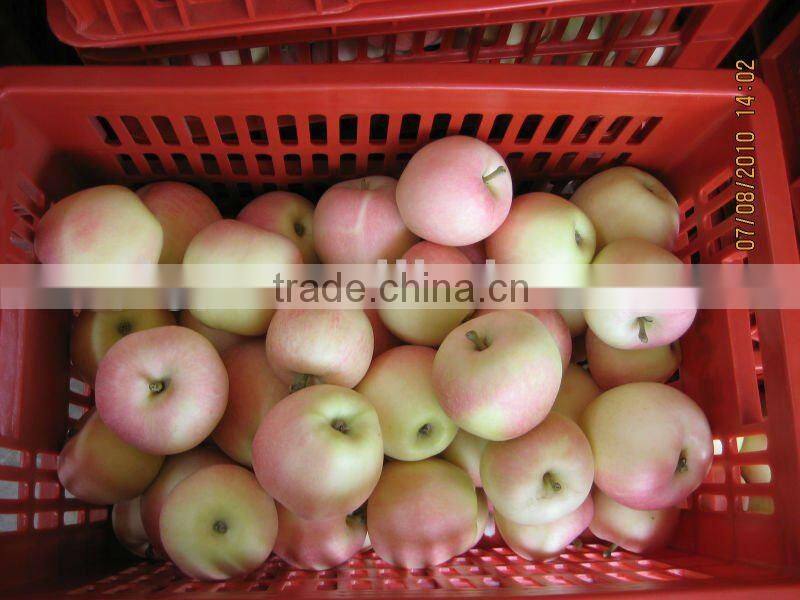 Fresh Royal Gala Apple