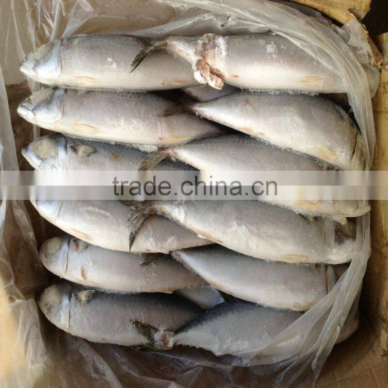 2015 October caught Mackerel frozen fish good price