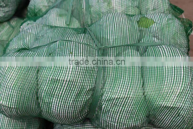 chinese round cabbage
